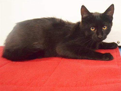 *INFINITY, a cat for adoption from Sacramento County Animal Care and Regulation