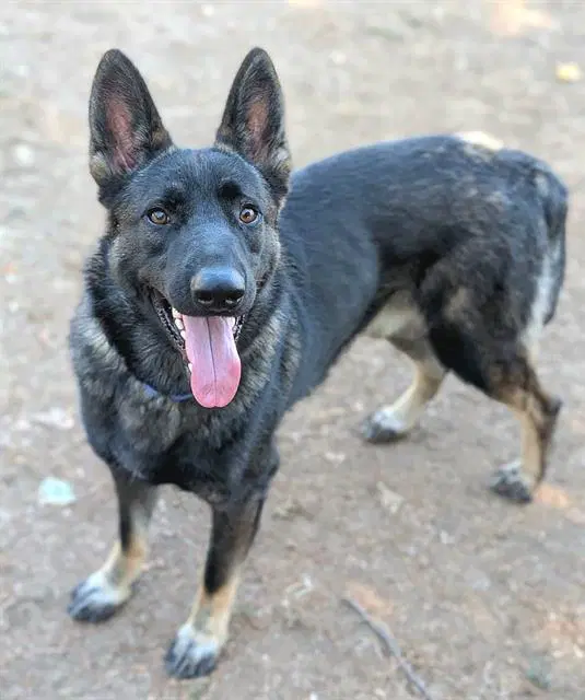 Kenny Rogers - German Shepherd Dog