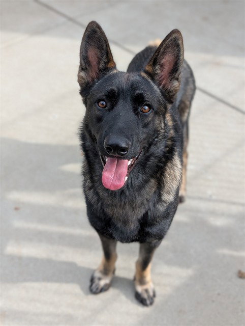*KENNY ROGERS, a dog for adoption from Sacramento County Animal Care and Regulation