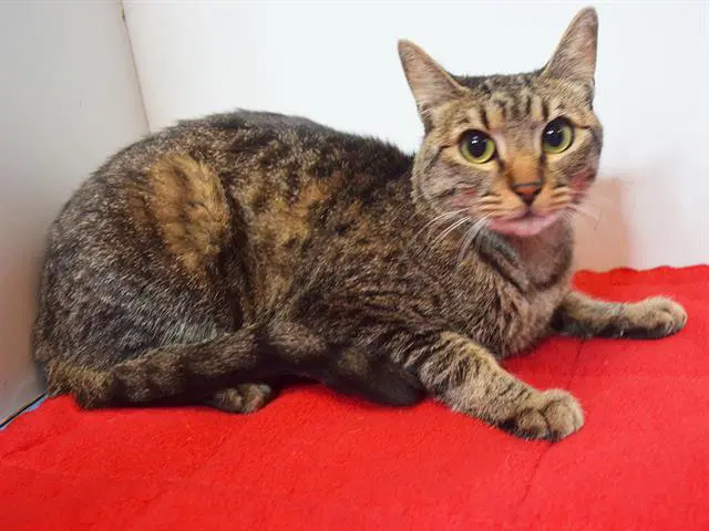 Samantha - Domestic Short Hair