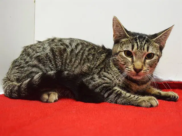 Unknown - Domestic Short Hair