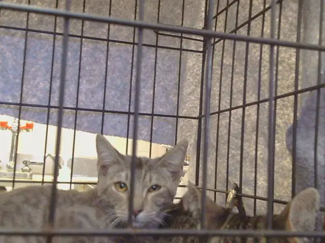 Unknown - Domestic Short Hair