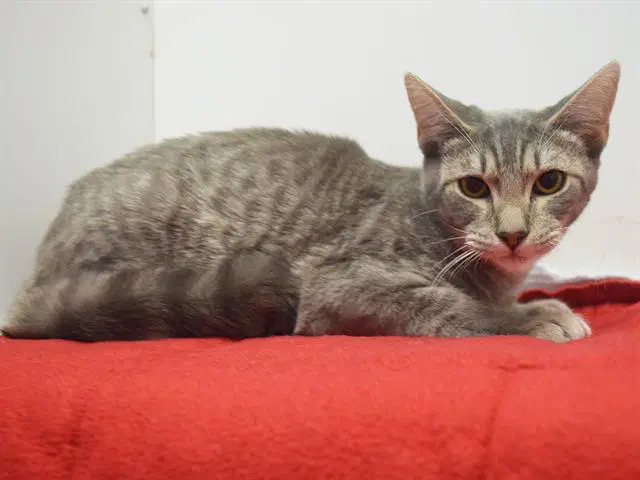 Unknown - Domestic Short Hair