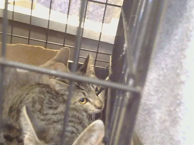 Unknown - Domestic Short Hair