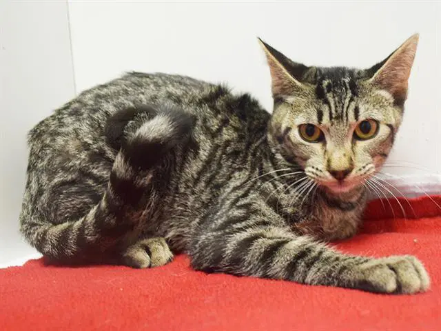 Unknown - Domestic Short Hair