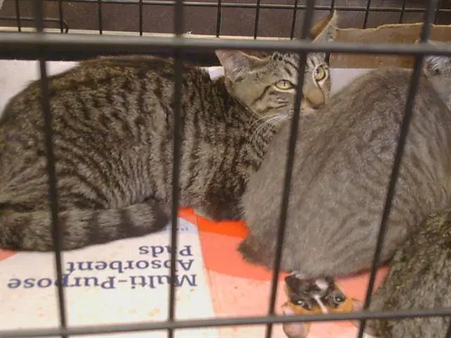 Unknown - Domestic Short Hair