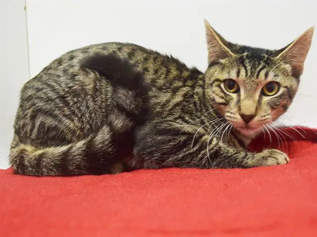 Unknown - Domestic Short Hair