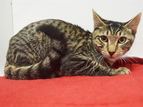 *LEON, a cat for adoption from Sacramento County Animal Care and Regulation