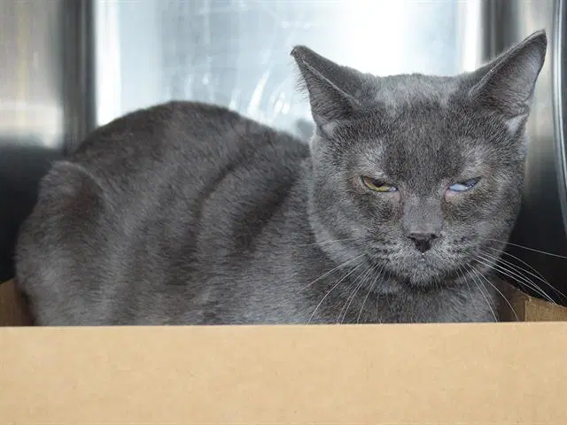 Gordon Barn Cat - Domestic Short Hair