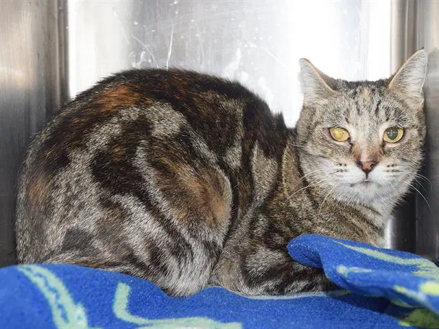 Maggie Barn Cat image 1
