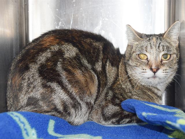 Maggie Barn Cat
