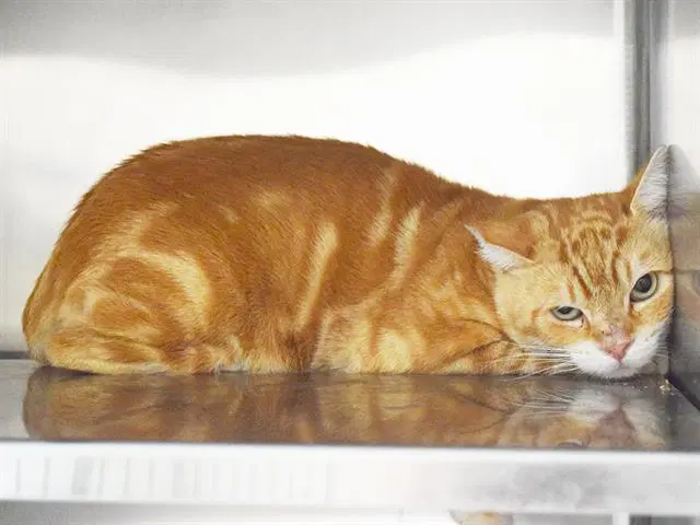 Nelson Barn Cat image 1