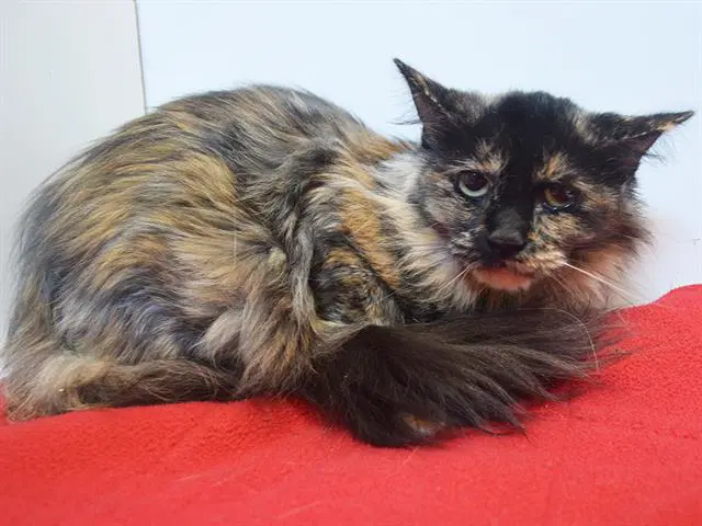 Felicity - Domestic Medium Hair