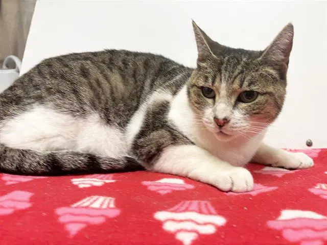 Suzie - Domestic Short Hair