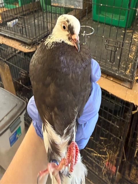 A927877, a poultry for adoption from Sacramento County Animal Care and Regulation