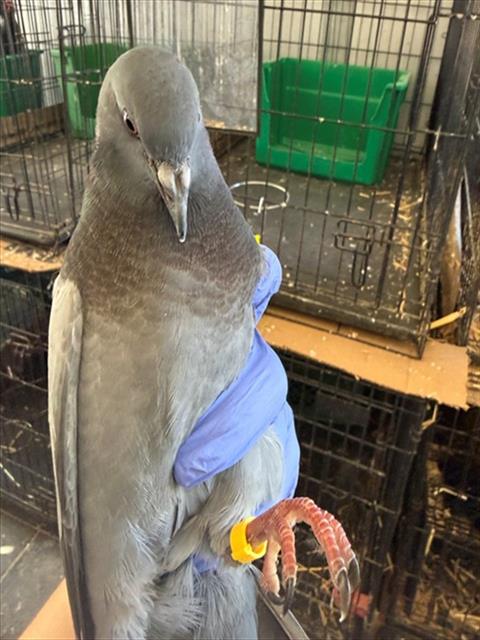 A927878, a poultry for adoption from Sacramento County Animal Care and Regulation