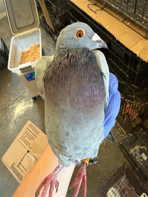 A927879, a poultry for adoption from Sacramento County Animal Care and Regulation