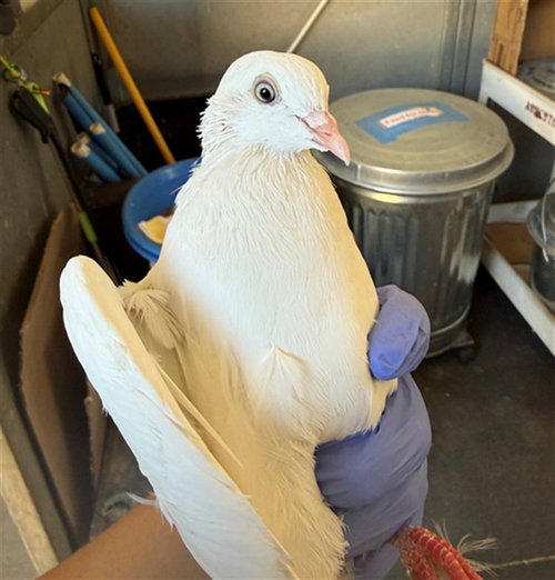 A927880, a poultry for adoption from Sacramento County Animal Care and Regulation