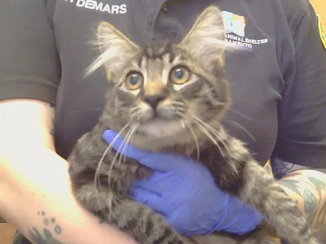 Unknown - Maine Coon