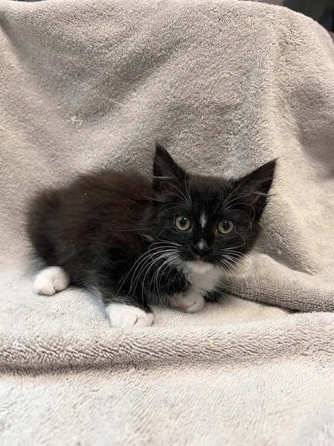Unknown - Domestic Medium Hair
