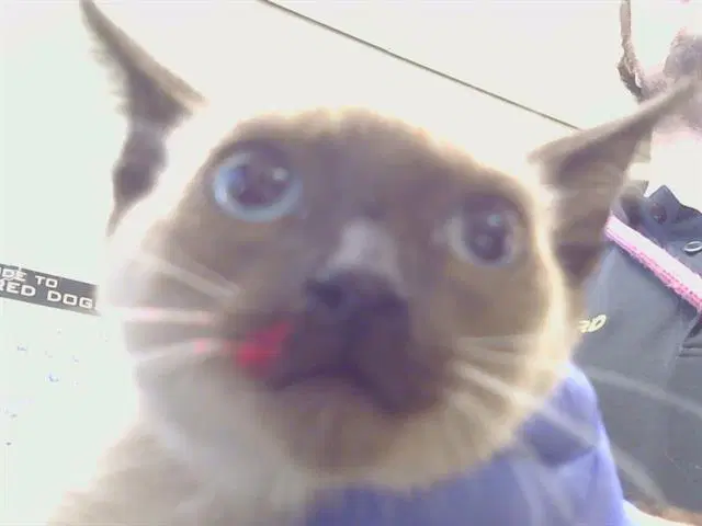 Unknown - Siamese