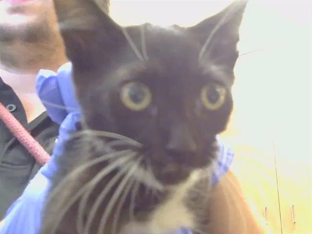 Unknown - Domestic Short Hair