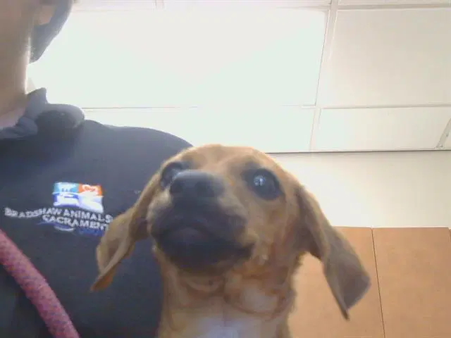 Unknown - Dachshund