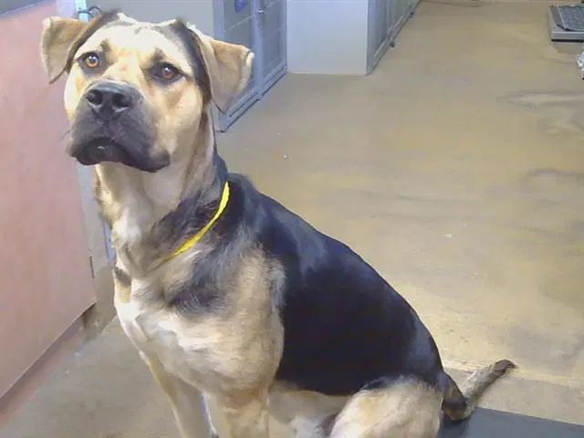 Khal Drogo - Mastiff