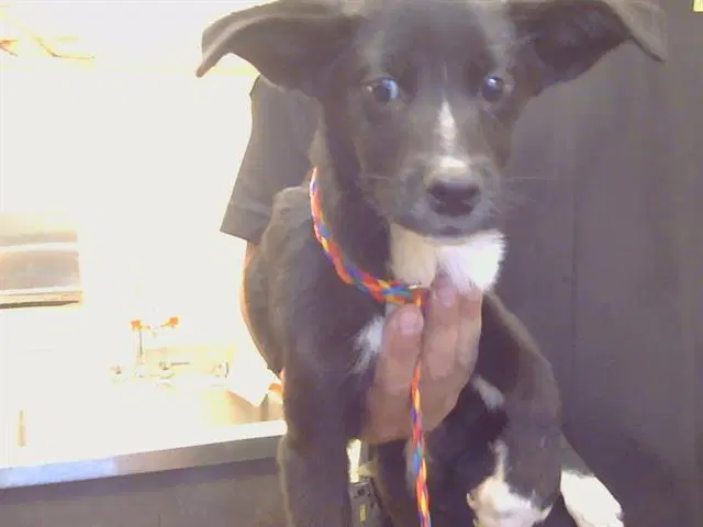 Leroy Jenkins - Border Collie