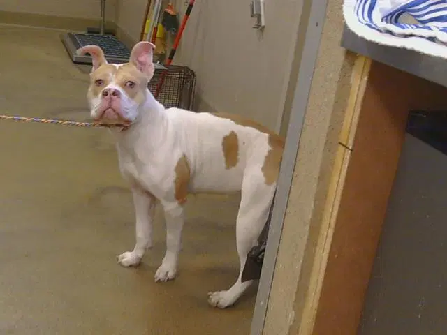 Georgette - Pit Bull Terrier