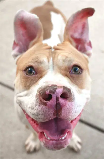 Georgette - Pit Bull Terrier