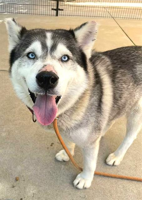 *FABLE, a dog for adoption from Sacramento County Animal Care and Regulation