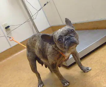 Lois - French Bulldog