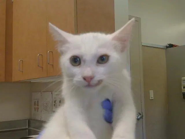 Jesse James - Turkish Van