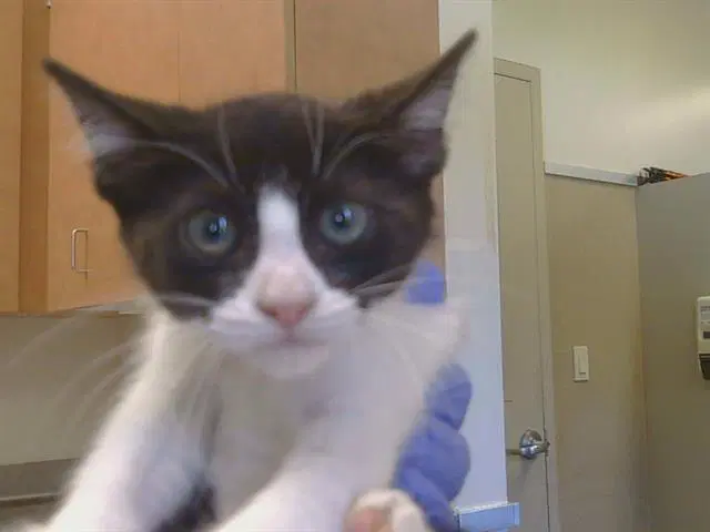 Magnolia - Domestic Short Hair