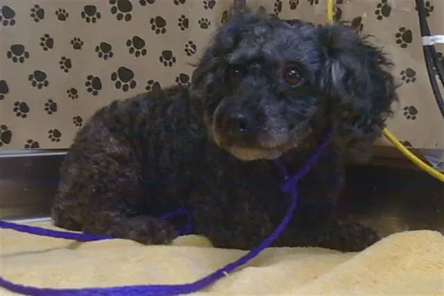 Sweet Pea - Poodle (Miniature)