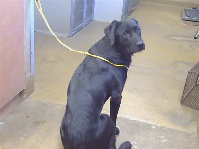 Jerry - Labrador Retriever