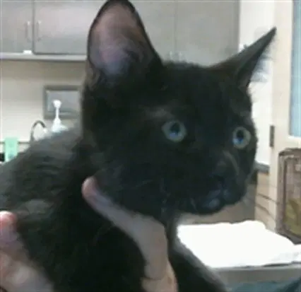 Unknown - Domestic Short Hair