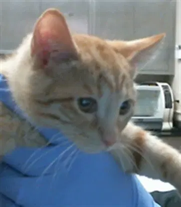 Unknown - Domestic Short Hair