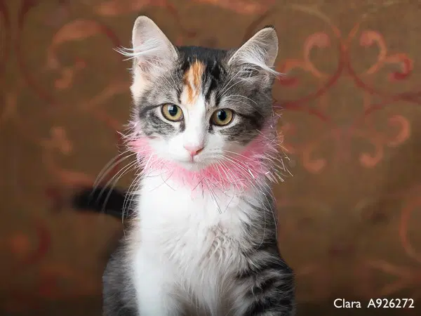 Clara - Domestic Medium Hair