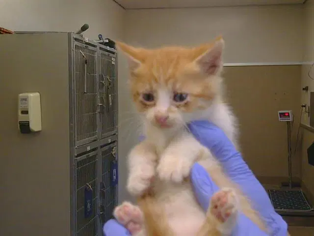 Ranch - Domestic Short Hair