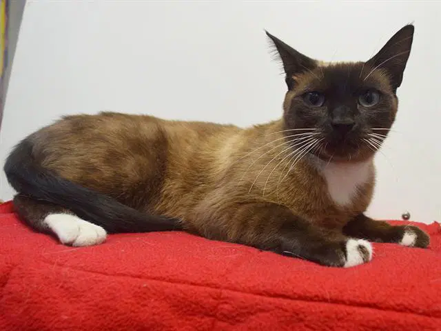Clarabell - Snowshoe