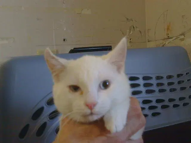 Unknown - Domestic Short Hair