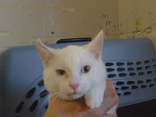 A912855, a cat for adoption from Sacramento County Animal Care and Regulation
