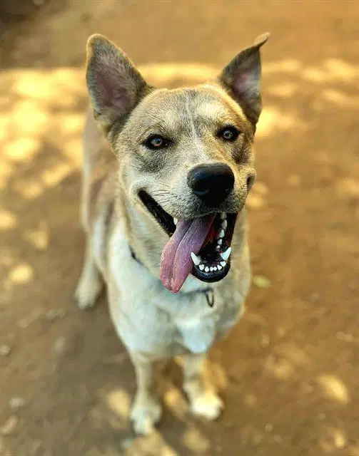 Blade - Siberian Husky