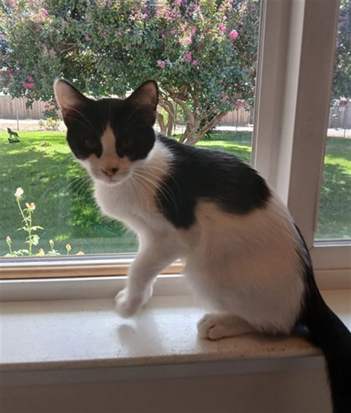 A926755, a cat for adoption from Sacramento County Animal Care and Regulation
