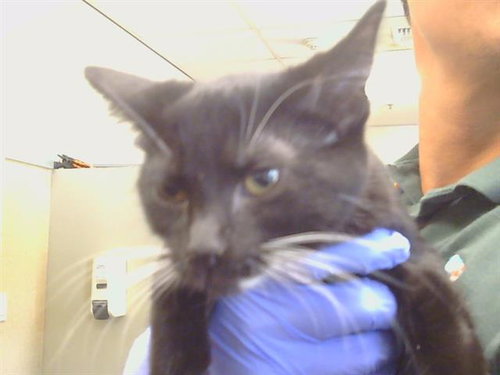 A926756, a cat for adoption from Sacramento County Animal Care and Regulation