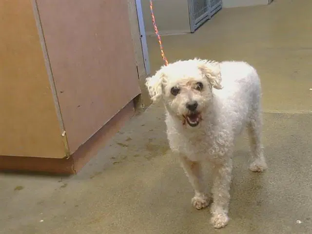 Aretha - Poodle (Miniature)