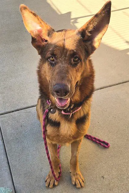 Bastian - German Shepherd Dog