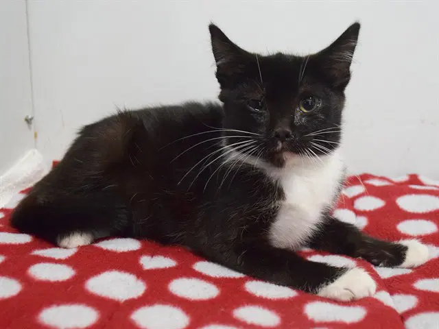 Glory - Domestic Short Hair